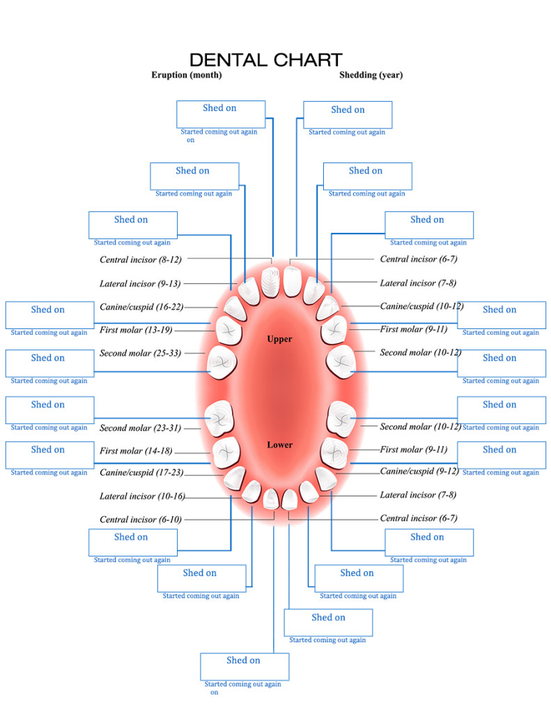 DentalChart_Template